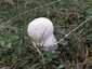 Pikkelyes pöfeteg (Lycoperdon utriforme), Erdély, Hargita megye